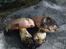 Boletus-rhodoxanthus_Абрау_2